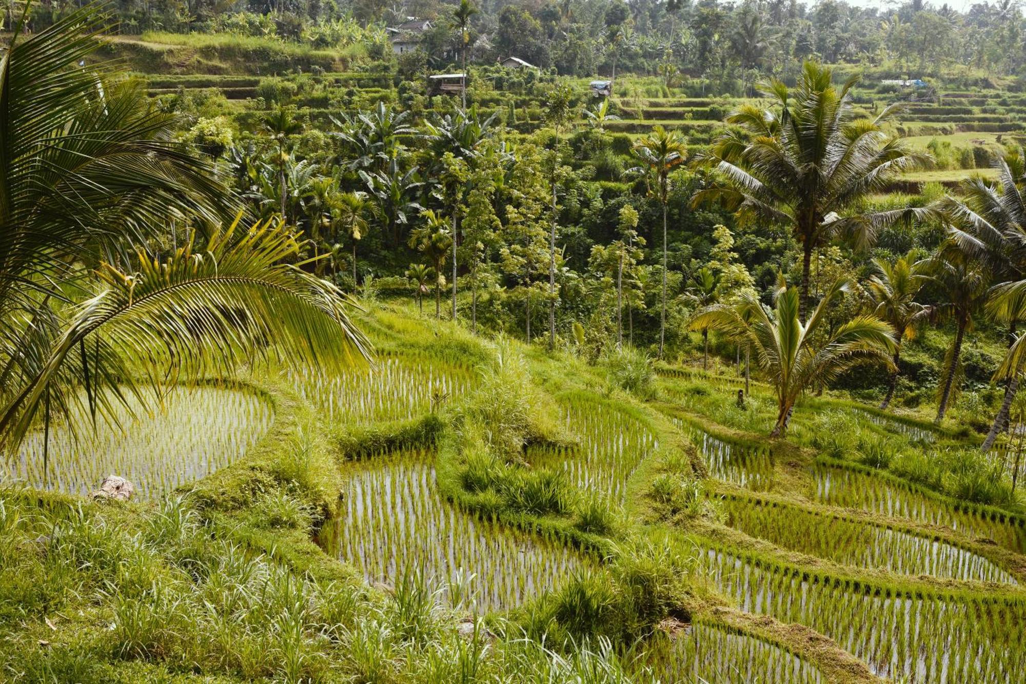 Tetebatu Sunrise Homestay Bagian luar foto
