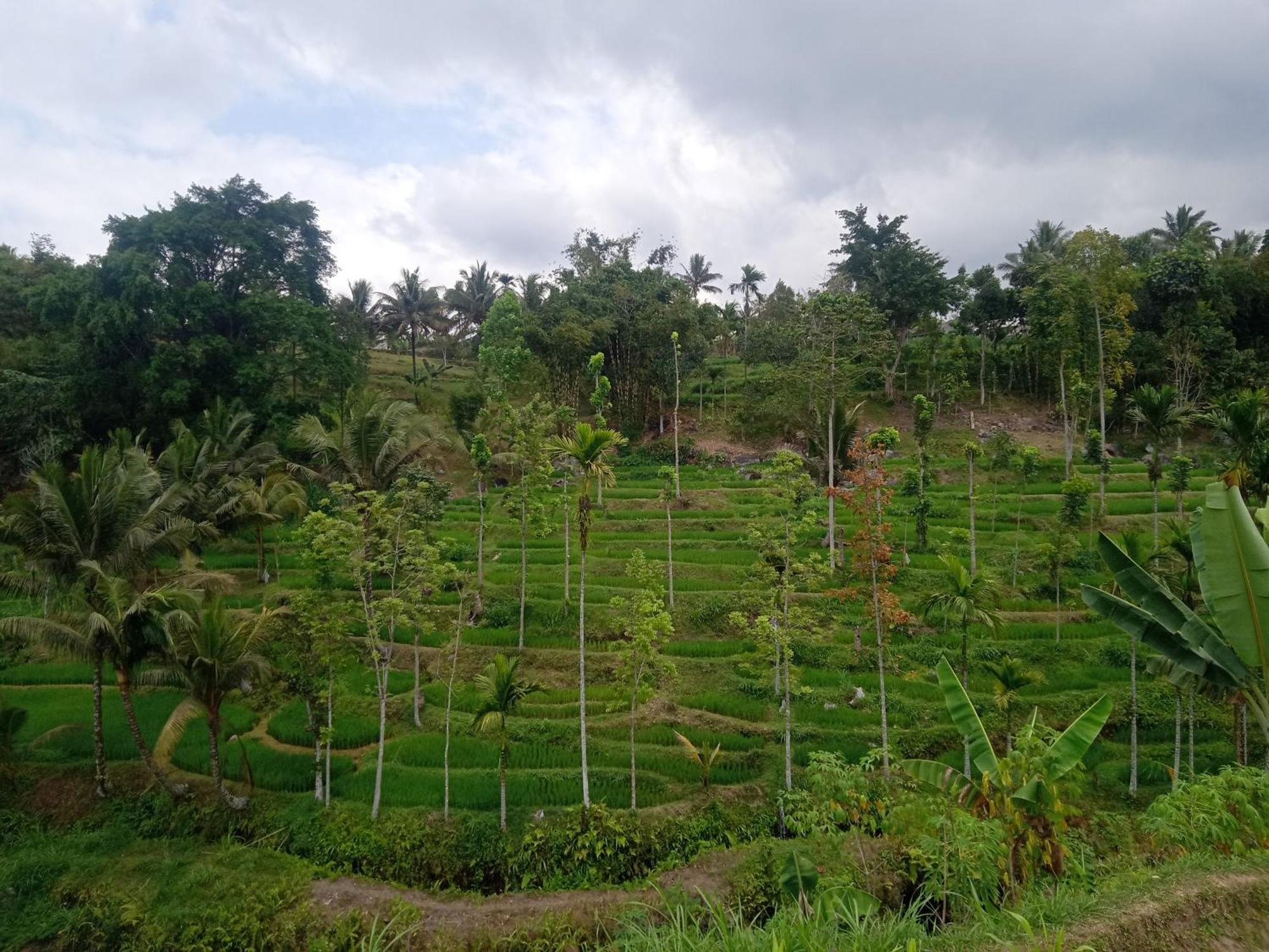 Tetebatu Sunrise Homestay Bagian luar foto